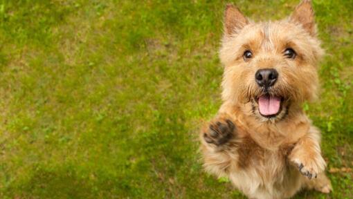 Norwich store terrier rescue